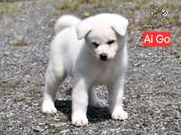 Akita Japonska - biała suczka