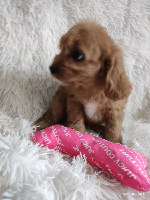 **Cavapoo Piesek **