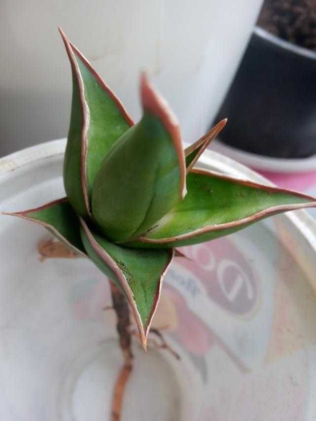 сансевиерия пингвикула  Sansevieria Pinguicula