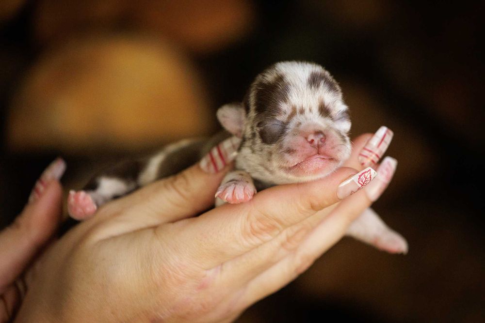 Chihuahua* Zjawiskowa dziewczynka XS choco merle