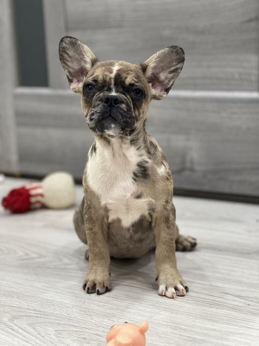 Французики карапузики