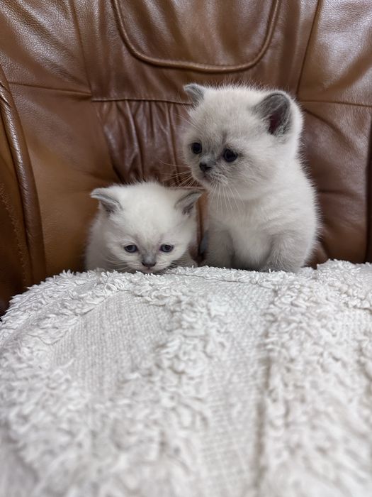 Кошенята Скоттіш-страйт