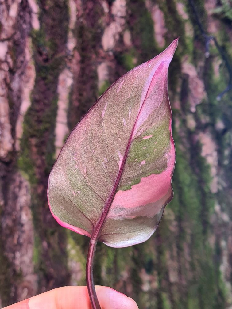 Philodendron pink princess