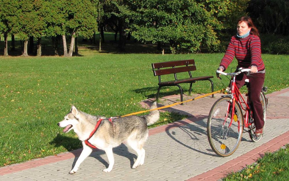 HIFICA BI LITE RUN PA RHI SM Szelki antyucieczkowe na Miarę dla Psa