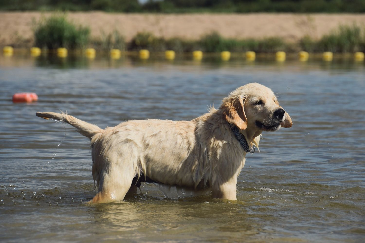 Golden Retriever ZkwP