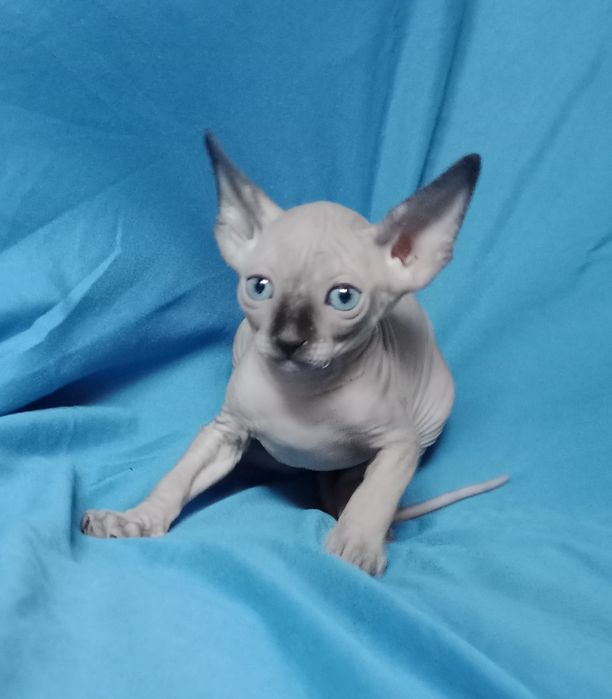 Канадський Сфінкс хлопчик-непосида