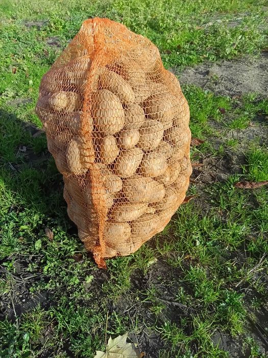Ziemniaki ekologiczne 1 zł za 1 kg