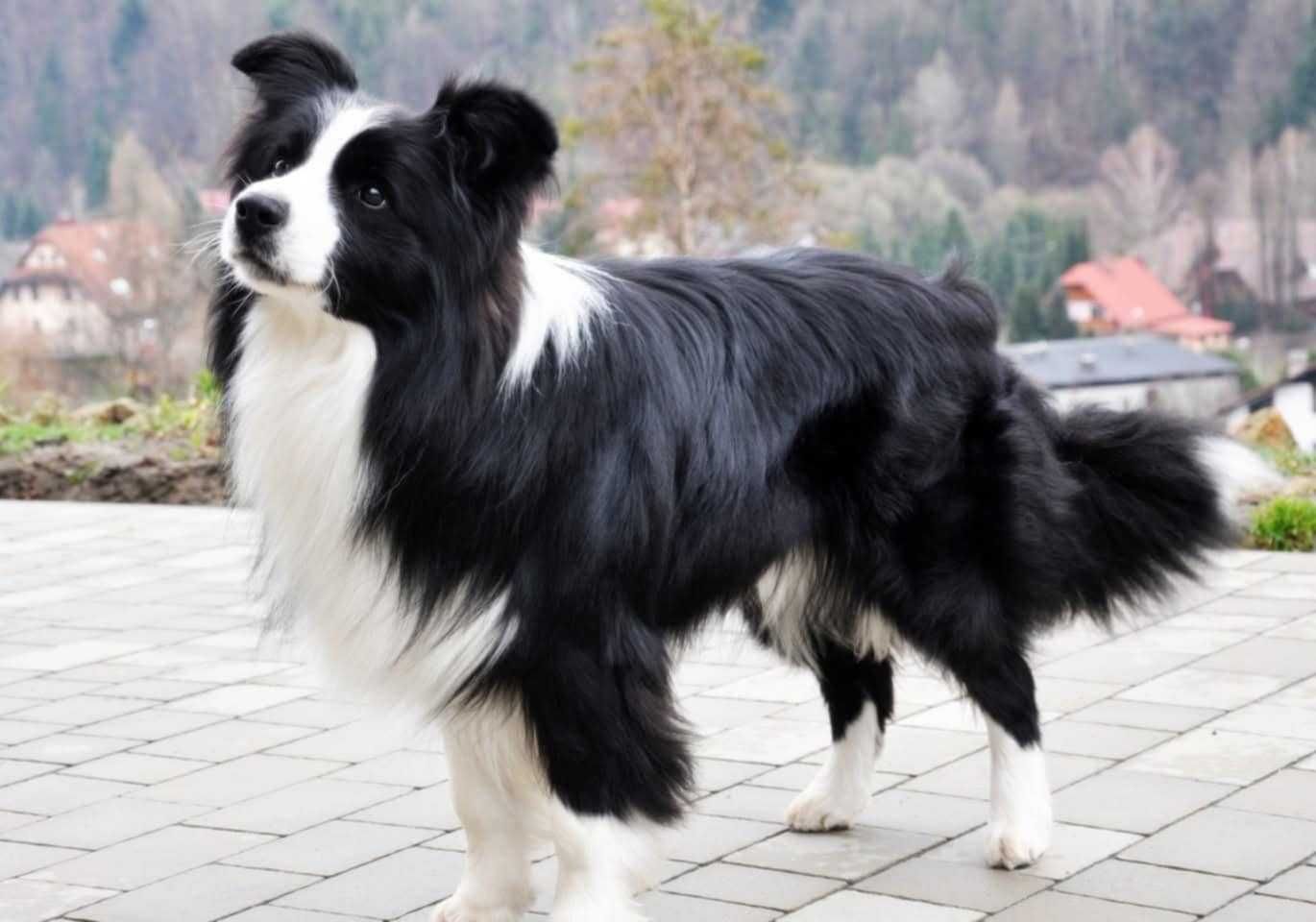 Border Collie ZKwP FCI