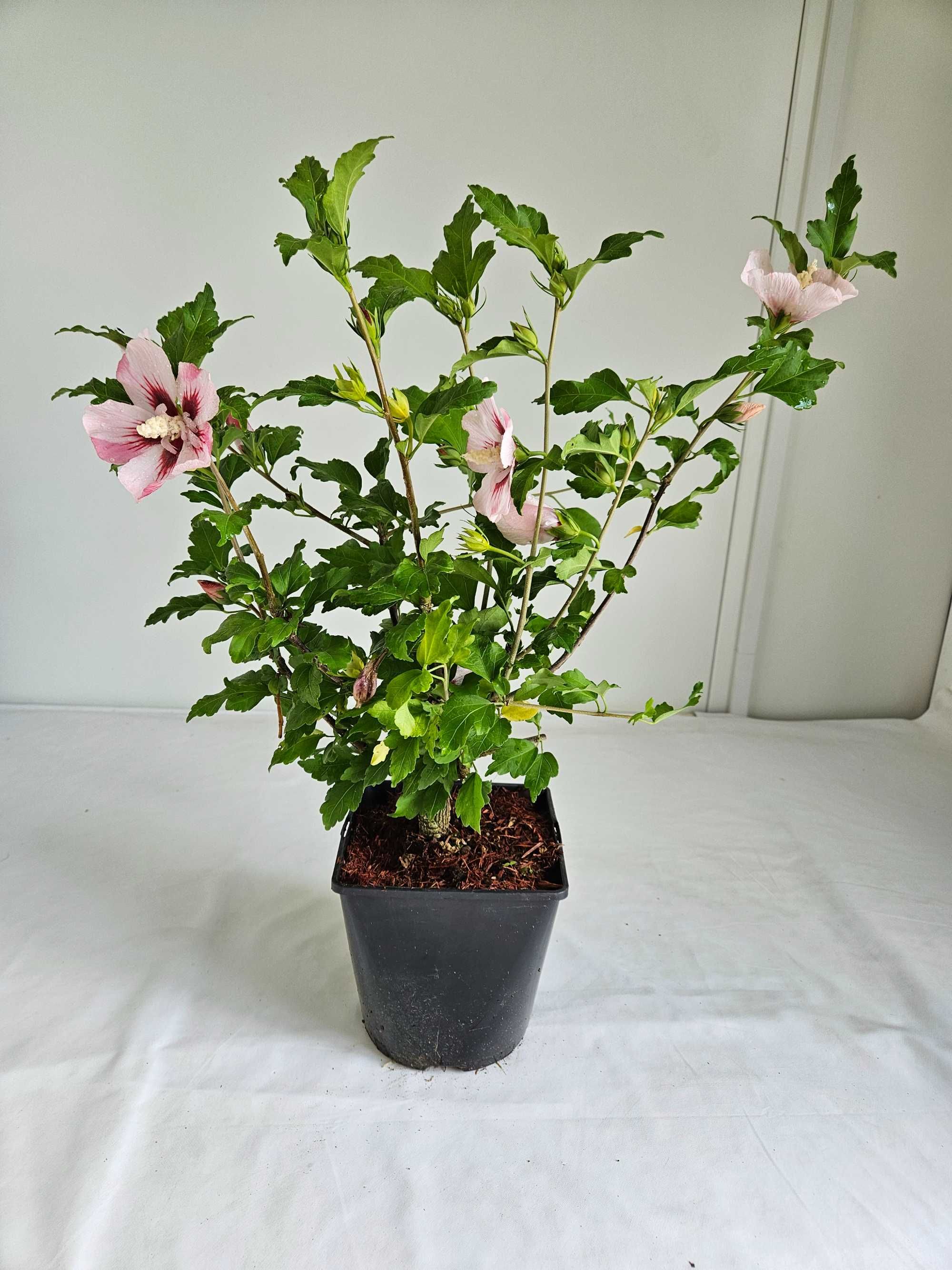 Hibiskus Hamabo 50–80cm – ozdobny krzew do ogrodu i pojemników C3