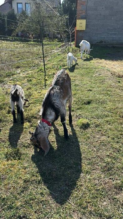 Krycie kozłem capem