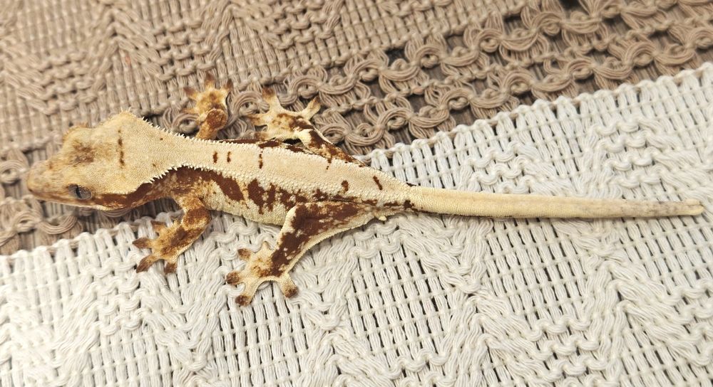 Gekon orzęsiony red/lilly white 20g samczyk WeedGeckos