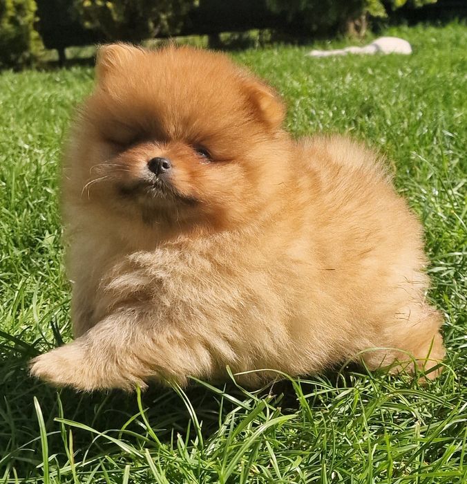 Pomeranian szpic miniaturowy