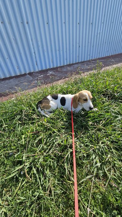 Beagle tricolo macho
