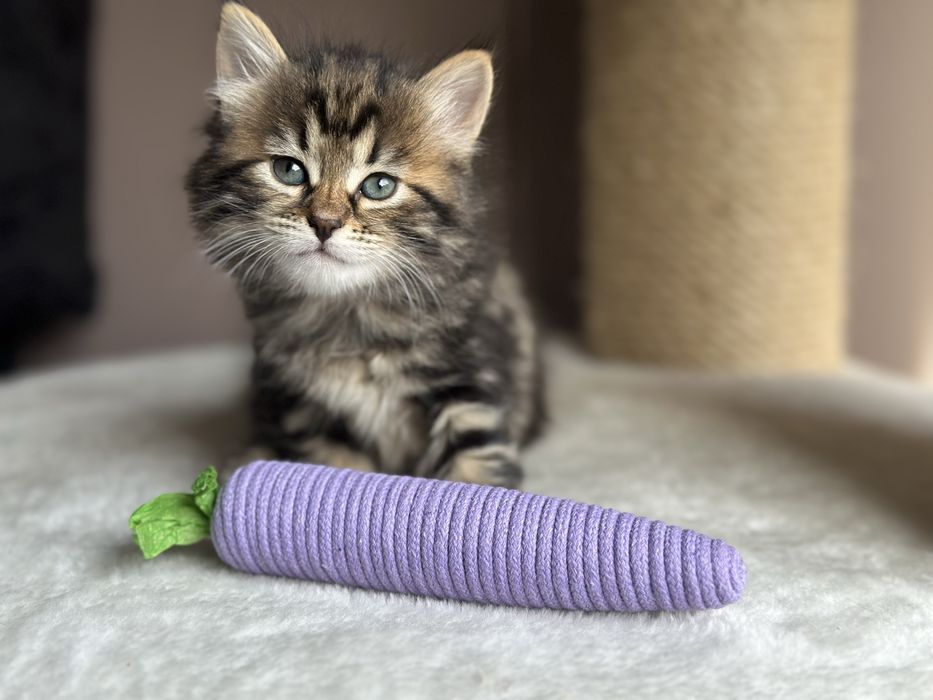 Piękna Kotka Syberyjska AIKO SeverynKa*PL