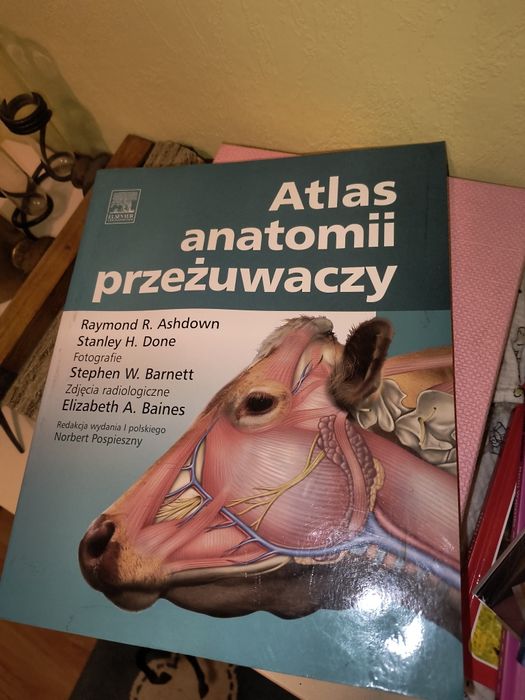 Atlas anatomii przeżuwaczy