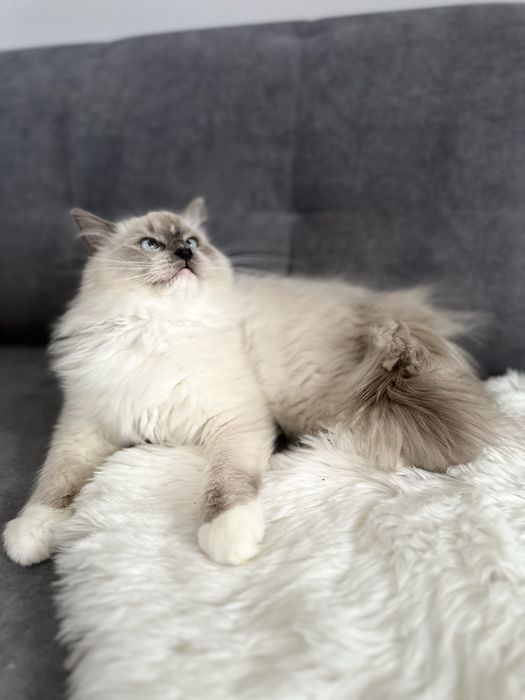 Cudowny Kocurek FPL gotowe do odbioru