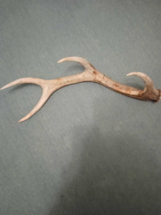 Рог  рога оленя  2025