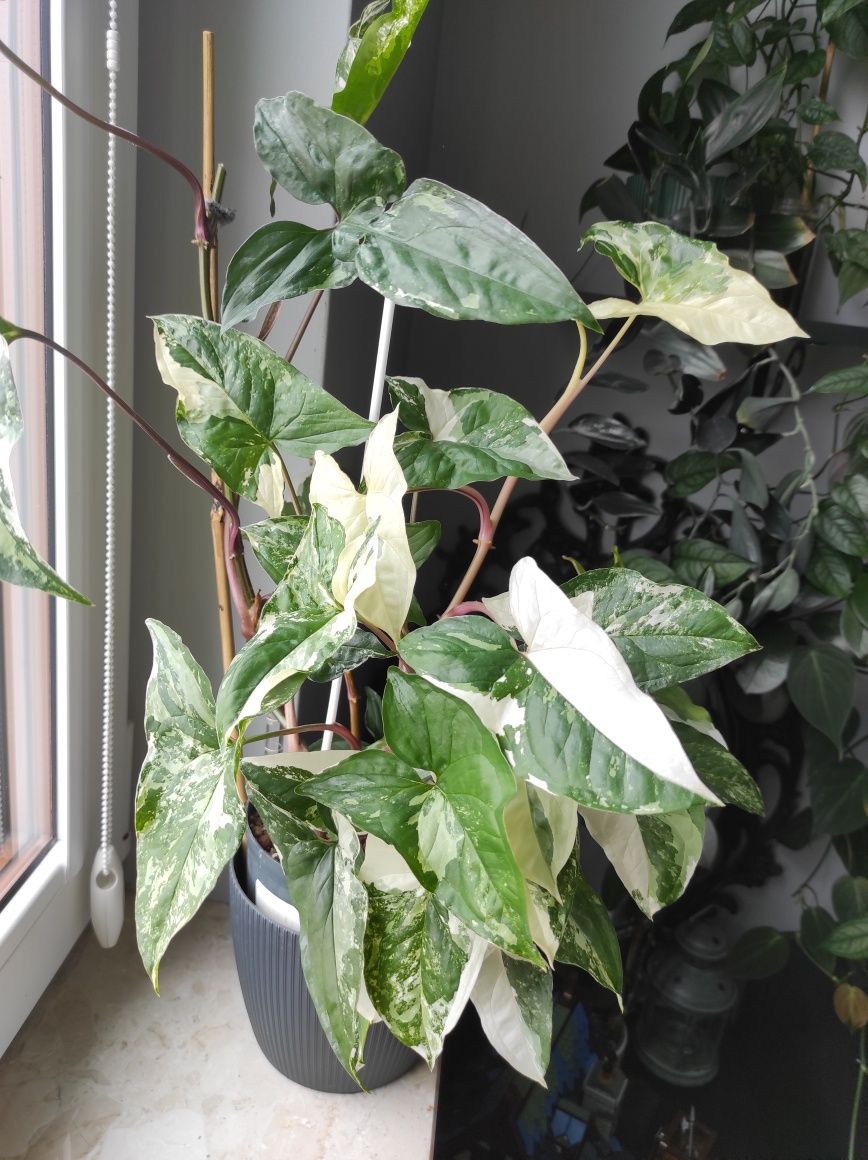 Syngonium Emerald Gem Variegata