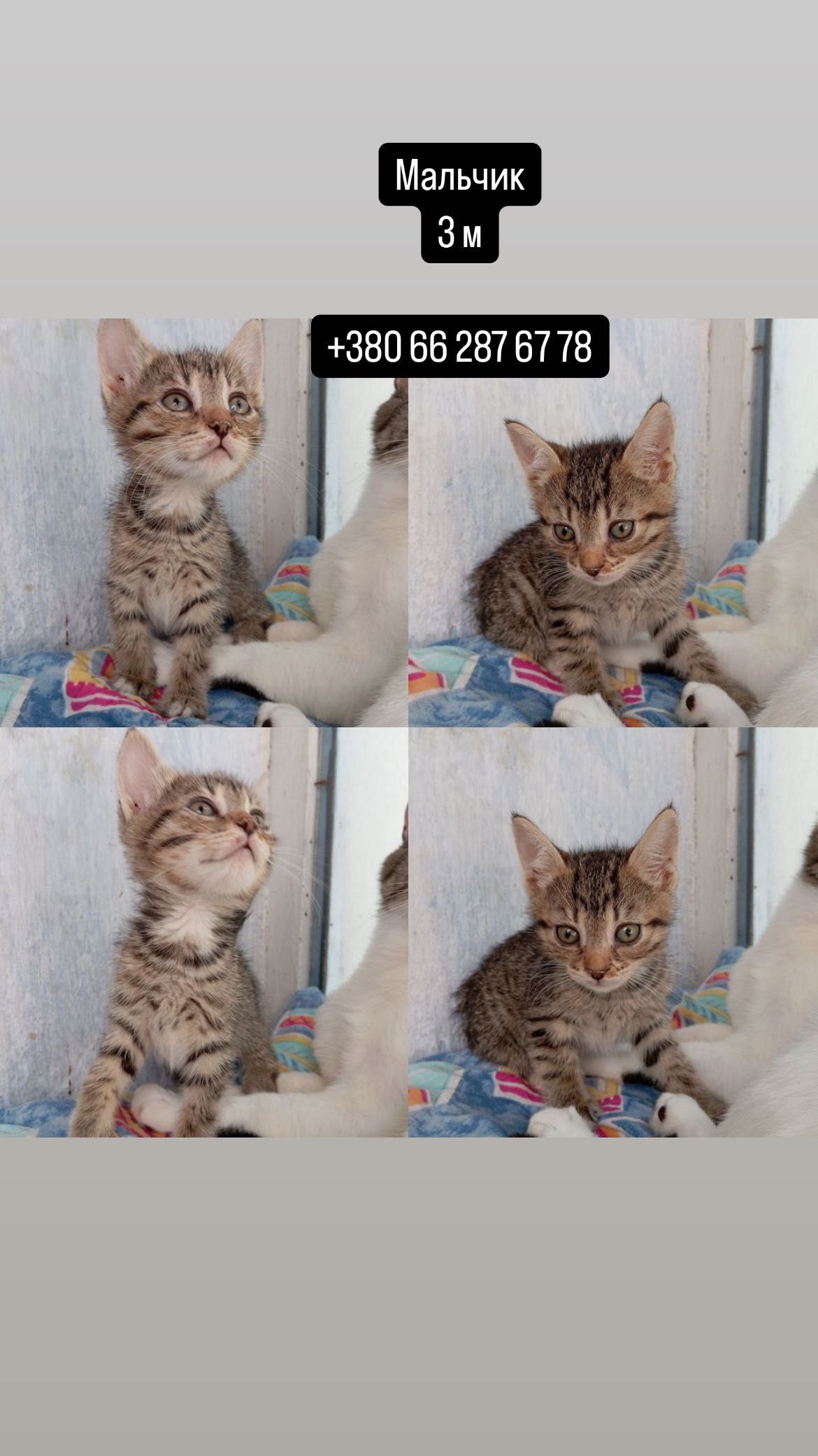 Срочно заберите котенка, пожалуйста