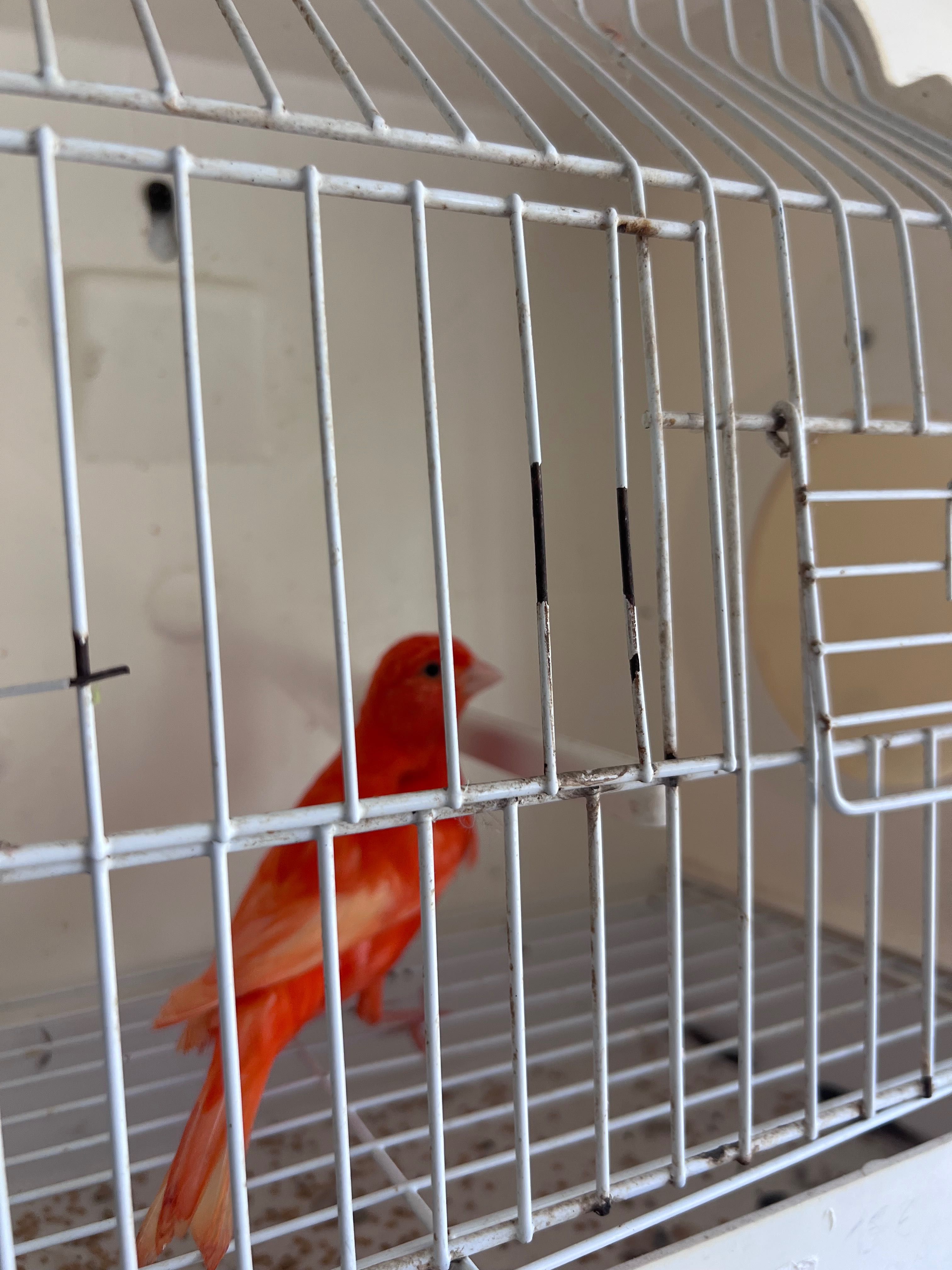 Canário Vermelho