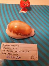 Muszla kolekcjonerska Cypraea spadicea