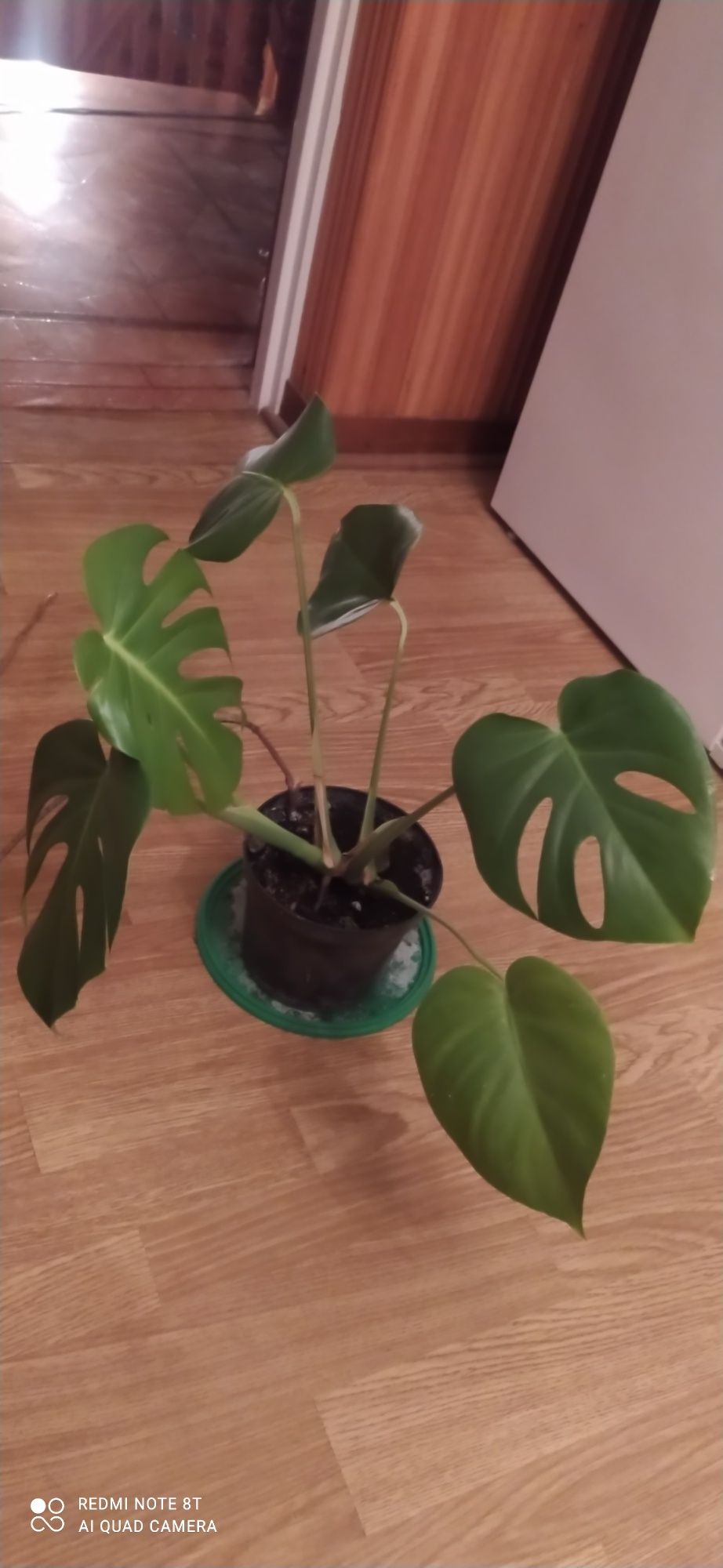 Monstera deliciosa "2"młoda sadzonka