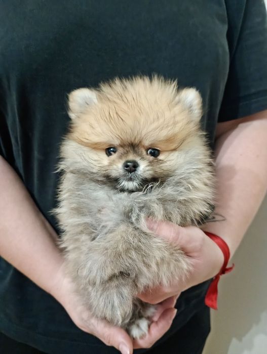 Szpic miniaturowy suczka