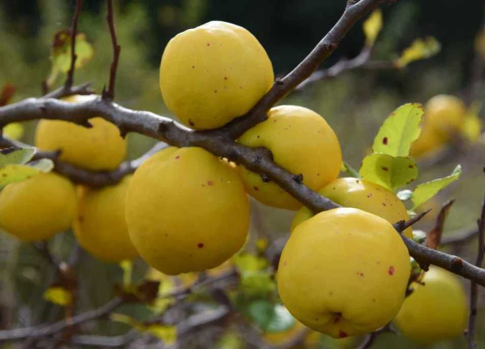 Pigwowiec japoński owoce z certyfikatem ekologicznym