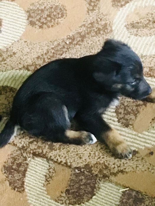 Песики в с.Урич.