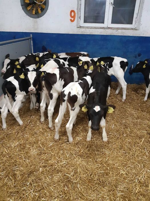 Cielęta, cielaki, byczki oraz jałówki mięsne, MM,MS,HF transport