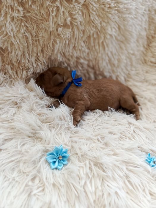 Cudny piesek Ruby Cavalier King Charles spaniel