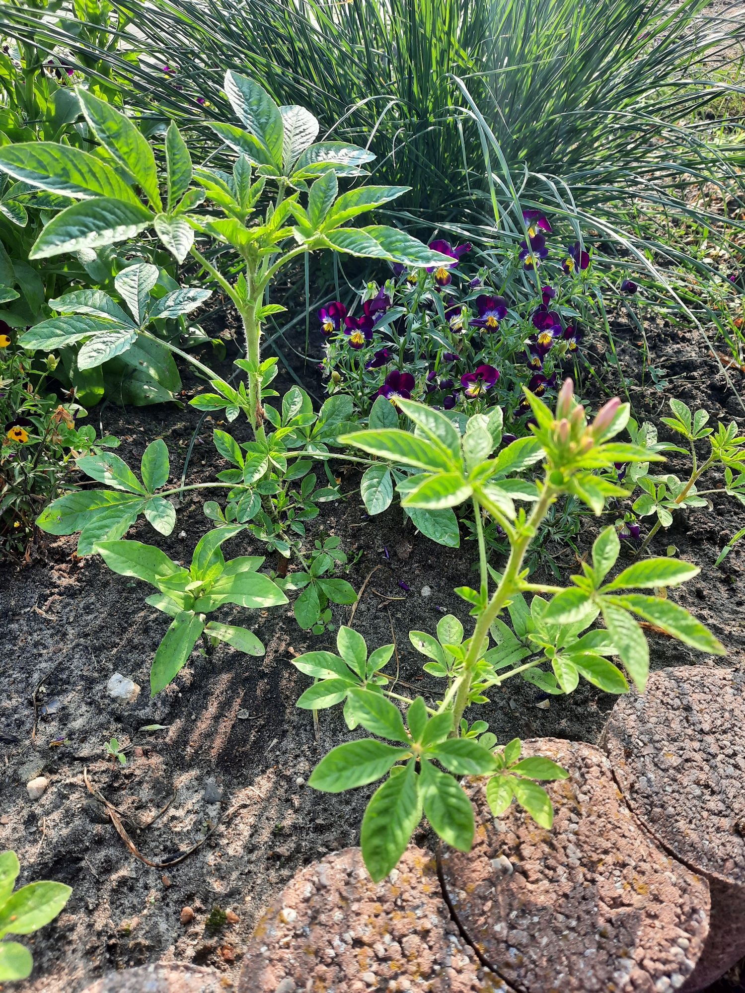 Cleome kleome sadzonki