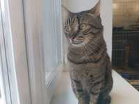 Василий-сказочный полосатый котик-красавчик,крупный,неимоверный!