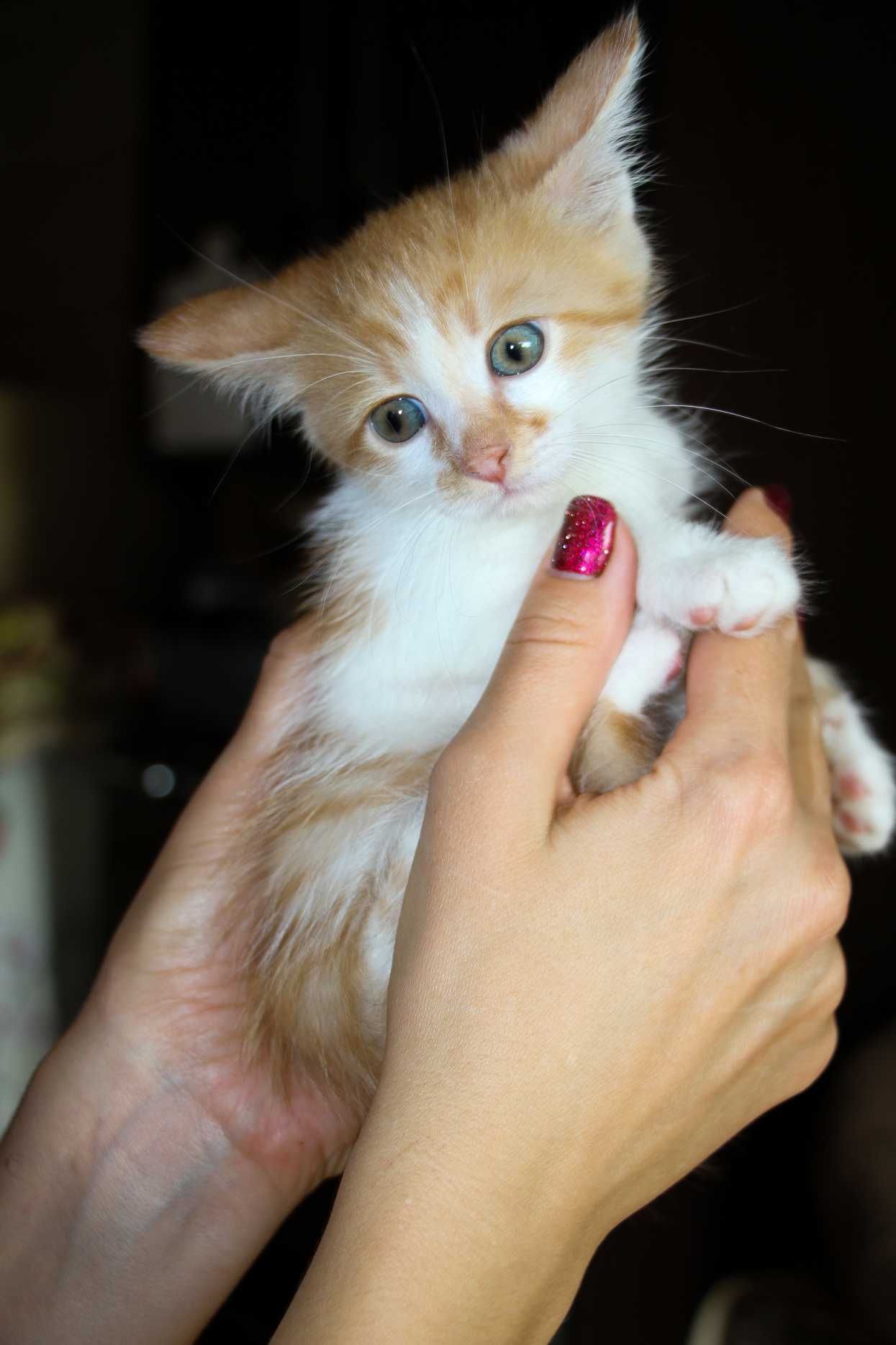 Кошеня, маленький котик, янголятко Абрикос (2 міс.) додому!!!