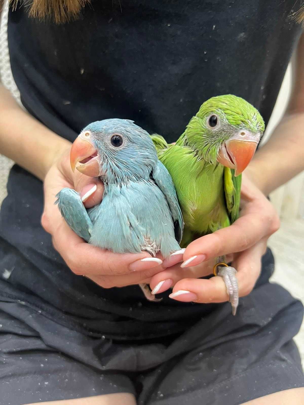 Птенцы попугаев разных видов