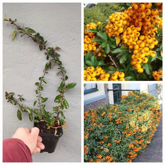 Піроканта  Піраканта  3 кольори Великий вибір багаторічних рослин