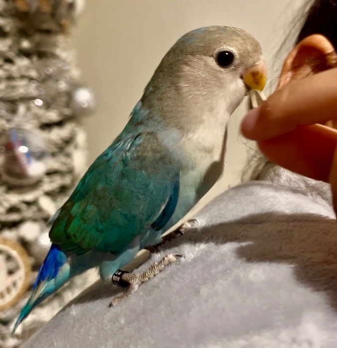 Agaporni Domesticado