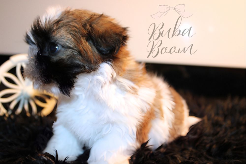 Teo- mini shihtzu rodowodowy gotowy do odbioru!