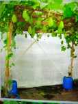 Vendo chuchus para transplantar
