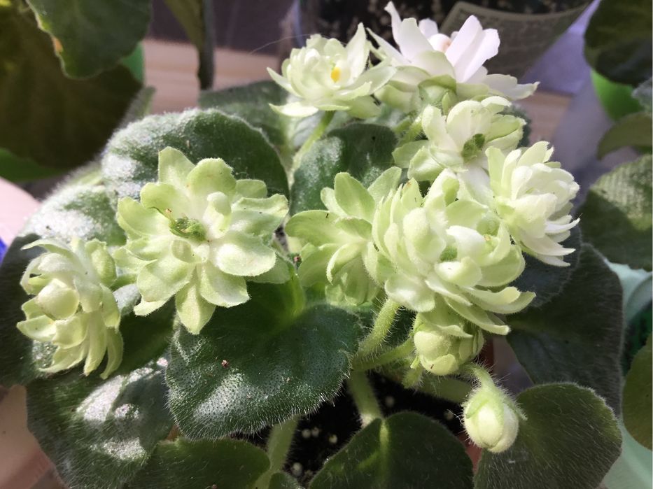 Фіалка Н-Снежный георгин