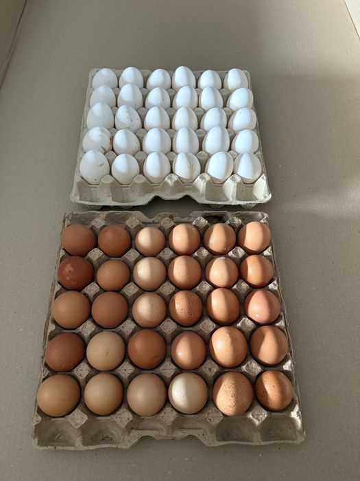 Яйцо куриное коричневое, белое