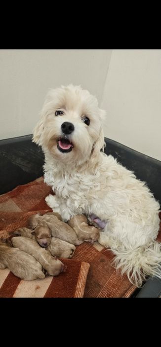 Do rezerwacji Maltipoo Pudel Toy Maltanczyl badania
