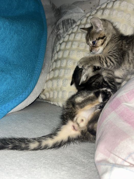 Adotar Gatinhos  bebes com dois meses