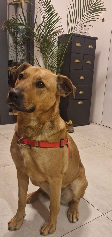 Ruda Fiolka -średniej wielkości, super suczka do adopcji