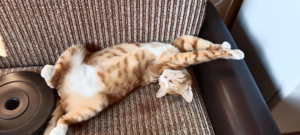 В связи с отъездом отдадим в добрые руки котика Василия. Кастрирован,