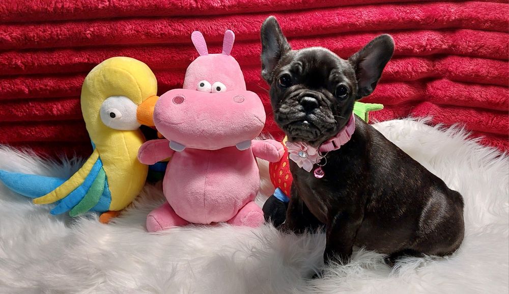 Bulldog francês menina