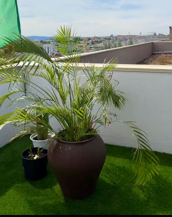 Palmeira Areca de Interior