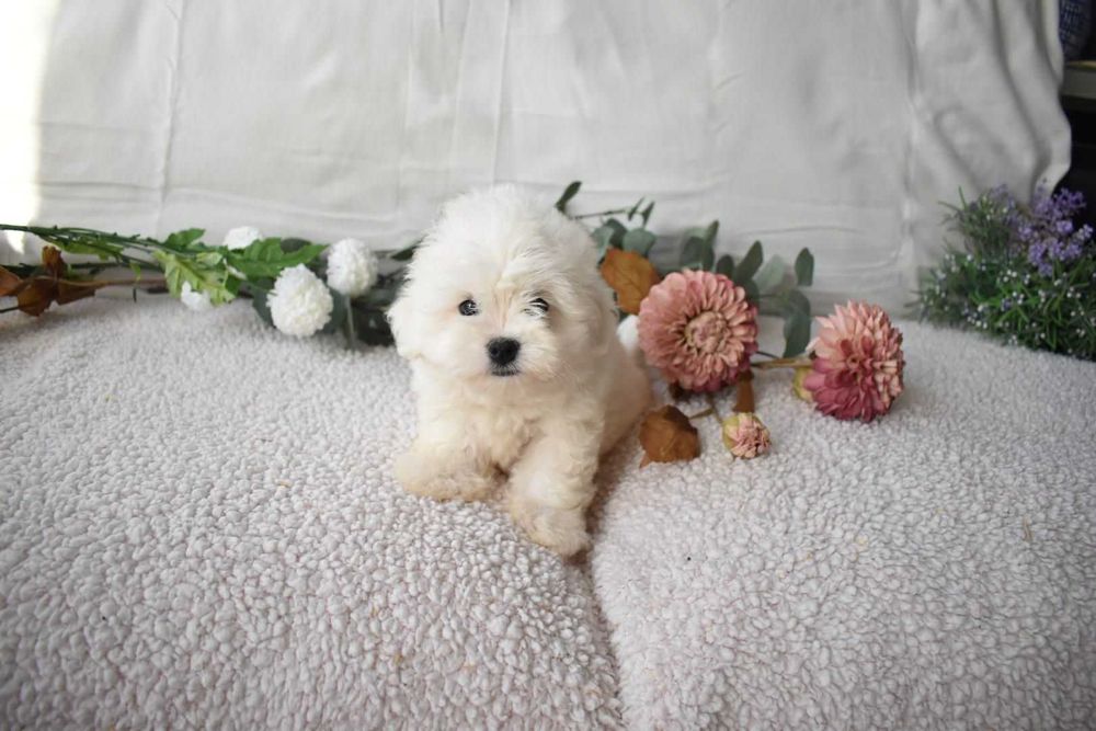 Bichon maltês.  Maravilhoso. Branco. Menino.