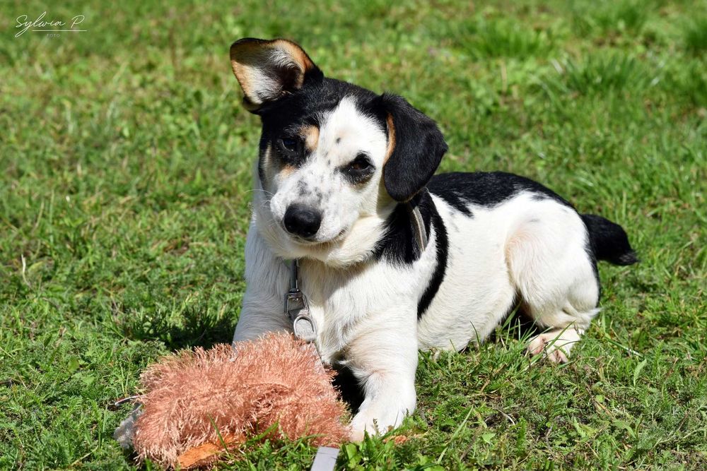Gapa - wesoły i tryskający energią nieduży psiak