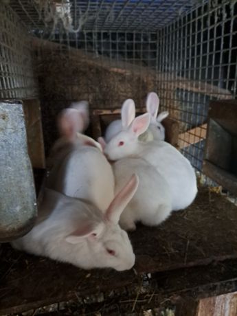 Młode 4 miesieczne króliki . Termondzki